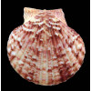 opercularis 56,0mm