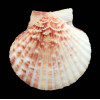 opercularis 56,0mm