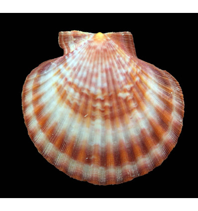 opercularis 57,0mm