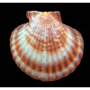 opercularis 57,0mm