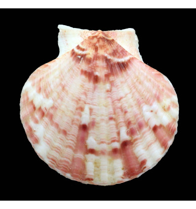 opercularis 58,0mm