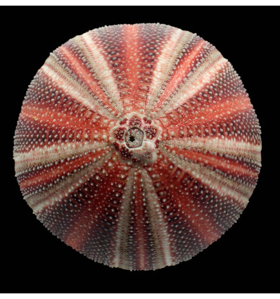 esculentus 124,0mm GREAT COLOR