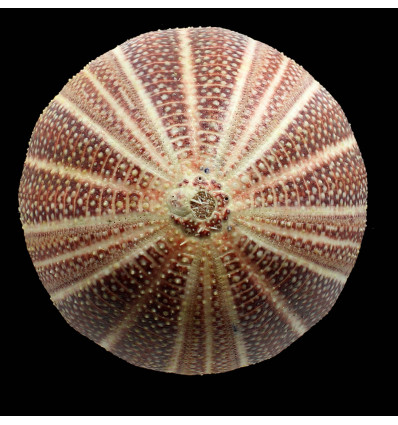 esculentus 140,0mm MONSTER