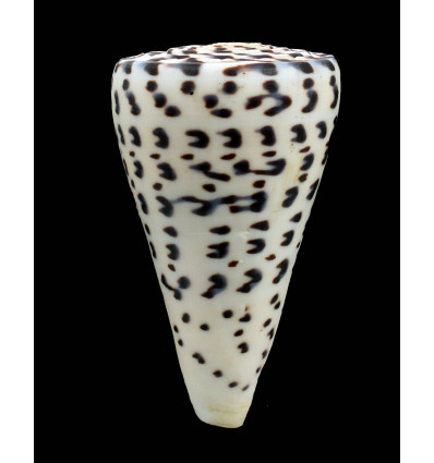 litterarus 102,0mm SP