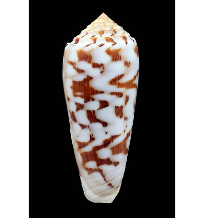 gubernator 87,0mm SUPERB