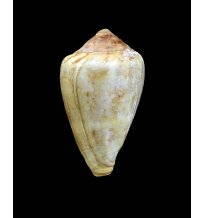 ventricosus 48,0mm big