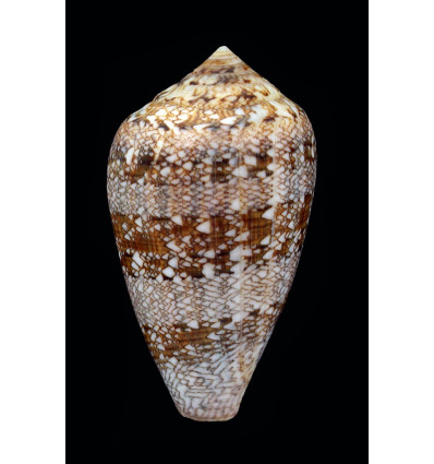 archiepiscopus 62,0mm