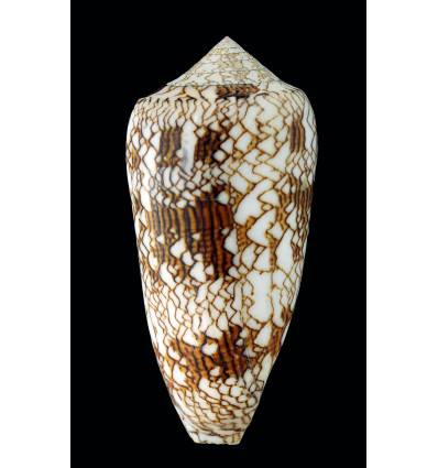 textile neovicarius 96,0mm GIANT