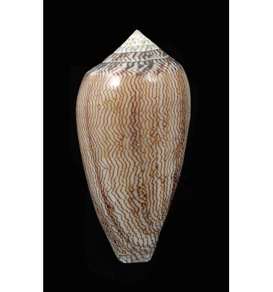 cholmondeleyi 48,4mm SUPERB