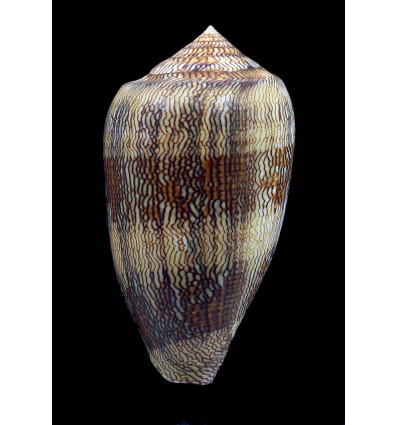 textile eumitus 76,5mm BIG