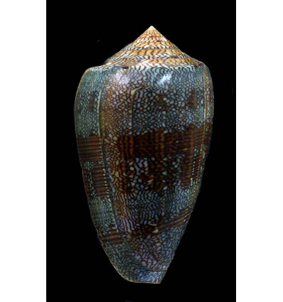 textile eumitus 81,0mm MONSTER