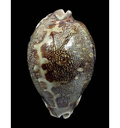 rosea ultraviola 71,0mm