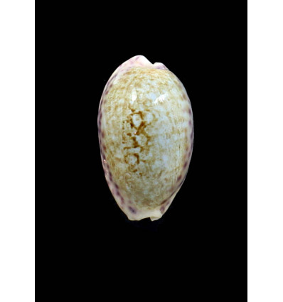 chinensis violacea 45,0mmm