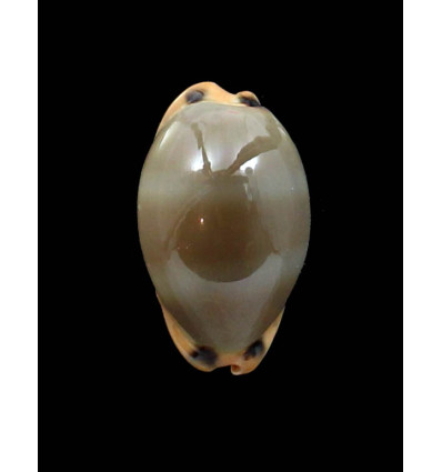 lurida pulchroides 39,0mm