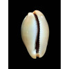lurida pulchroides 39,0mm