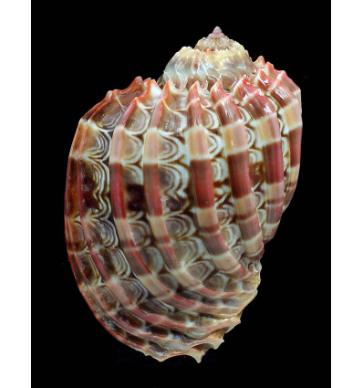 cabriti 83,6mm superb