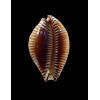 guttata surinensis 51,8mm
