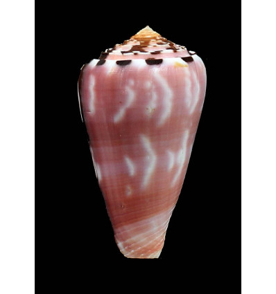 gauguini 60,0mm VERY NICE