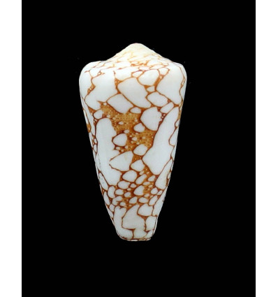 pennaceus ganensis 47,5mm