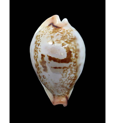 hirasei 45,0mm TAIWAN