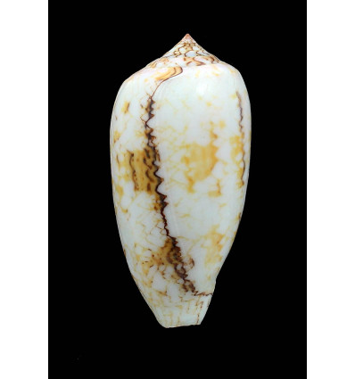 textile tricincta 76,0mm BIG