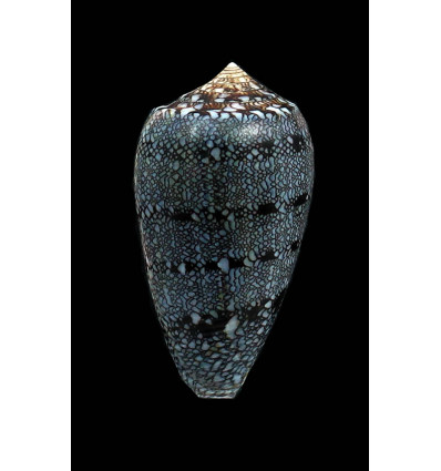 textile euetrios 55,0mm