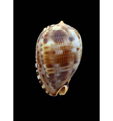 testiculus senegalica 57,5mm