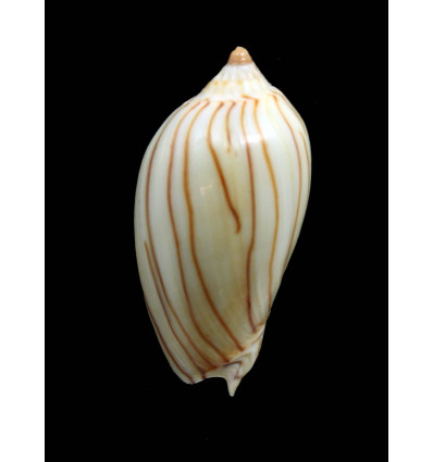 zebra lineata 42,0mm