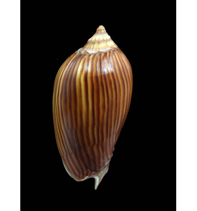 zebra lineatina 47,0mm