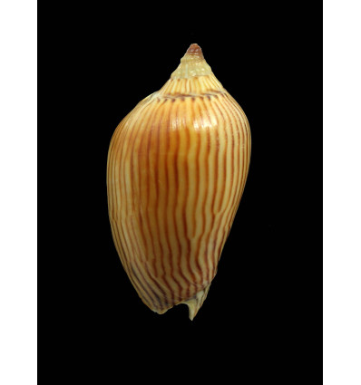 zebra lineatina 48,0mm