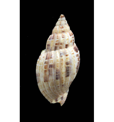 mitraeformis 45,0mm