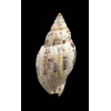 mitraeformis 45,0mm