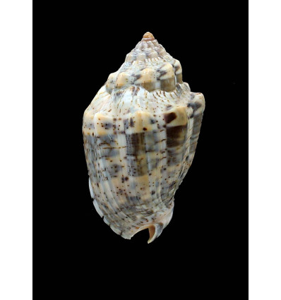 musica 70,0mm SUPERB