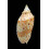 pulchra flindersi 84,0mm
