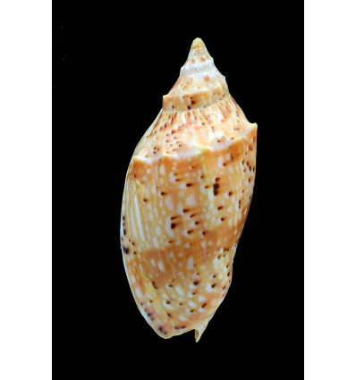 pulchra flindersi 84,0mm