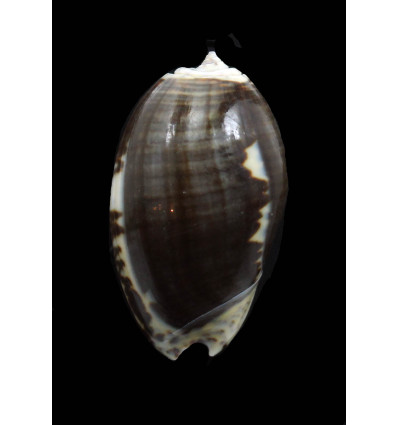 bulbosa fabagina 42,5mm