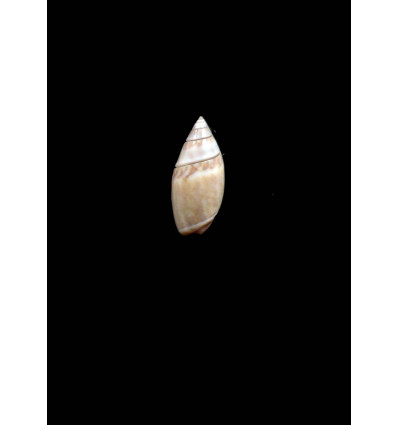 mutica 15,0mm UNCOMMON