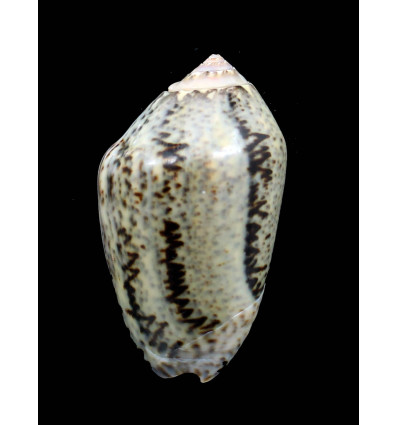 incrassata 61,0mm