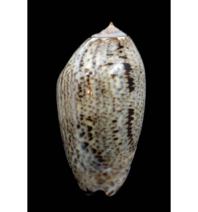 incrassata 71,0mm