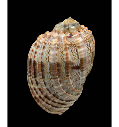 cabriti 98,0mm SPECIAL