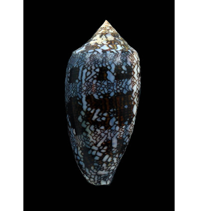 euetrios 69,0mm  SUPERB