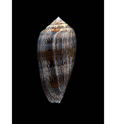 cholmondeleyi 64,3mm SUPERB