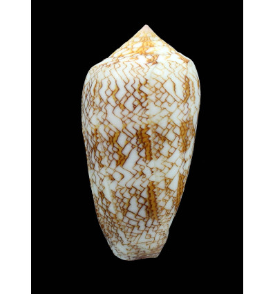 archiepiscopus 78,0mm SPLENDID