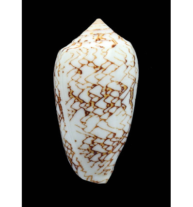 archiepiscopus 64,0mm