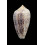 archiepiscopus 61,0mm SP