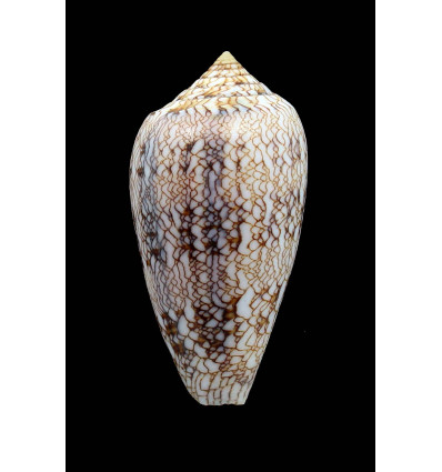 archiepiscopus 61,0mm SP