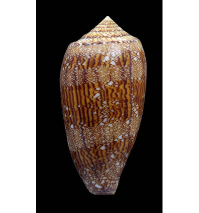 archiepiscopus 79,7mm SP