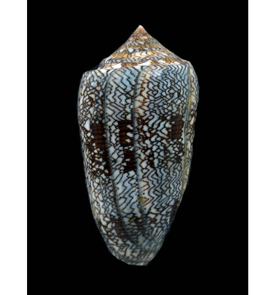 euetrios 86,5mm GIANT