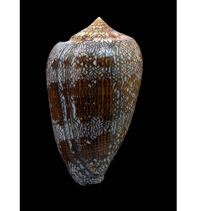 textile eumitus 82,0m GIANT