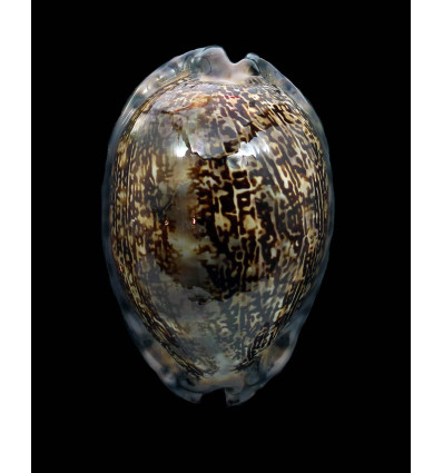 arabica immanis 75,0mm